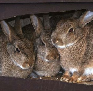 Image of Burrowing Cottontail Rabbits Cottontail Rabbits Burrowing Image