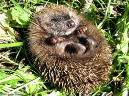Image of a Sleeping Hedgehog Hedgehog Sleeping Image