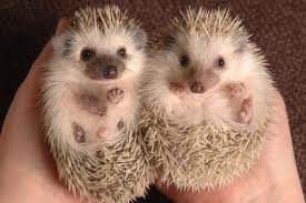Image of Baby Hedgehogs - Learn All About Hedgehogs Baby Hedgehogs Image - Science for Kids All About Hedgehogs