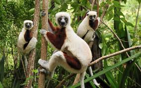 Image of Mandrill Monkeys - Learn All About Lemurs and Monkeys Mandrill Monkeys Image - Science for Kids All About Lemurs and Monkeys