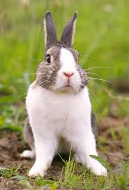 Image of a Wild Rabbit - Learn All About Rabbits Wild Rabbit Image - Science for Kids All About Rabbits