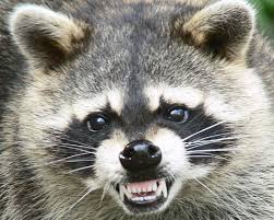 Image of an Angry Raccoon Angry Raccoon Image