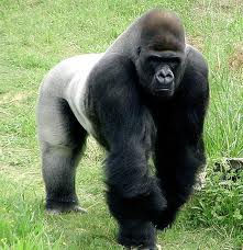 Image of a Silverback Gorilla Silverback Gorilla Image - All About Gorillas Fun Science Facts
