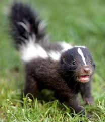 Image of a Baby Skunk - Learn All About Skunks A Baby Skunk Image - Science for Kids All About Skunks