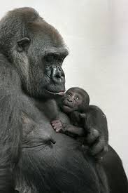 Image of a Female Gorilla with her Baby Female Gorilla With Baby Image