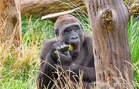 Image of a Gorilla Eating Food - Learn All About Gorillas Gorilla Eating Food Image - Science for Kids All About Gorillas