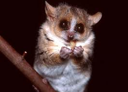 Image of a Mouse Lemur Mouse Lemur Image