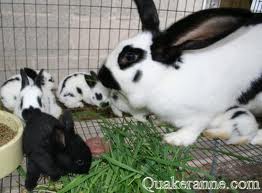 Image of Rabbit Babies with their Mother Rabbit Babies with their Mother Image