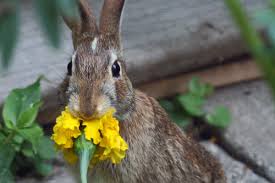 Image of a Rabbit Eating a Flower Rabbit Eating a Flower Image