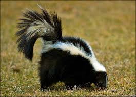 Image of a Skunk Eating Skunk Eating Image
