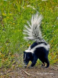 Image of a Small Predator, the Skunk - Learn All About Small Predators and Scavengers Skunk, a Small Predator Image - Science for Kids All About Small Predators and Scavengers