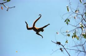 Image of a Spider Monkey Jumping A Spider Monkey Jumping Image