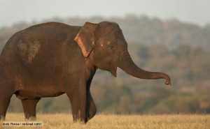 Image of an Adult Asian Elephant Adult Asian Elephants Walking Image