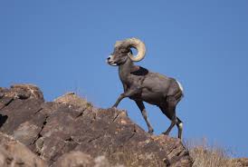Image of a Bighorn Sheep on a Rock - Learn All About Bighorn Sheep Bighorn Sheep on a Rock Image - Science for Kids All About Bighorn Sheep