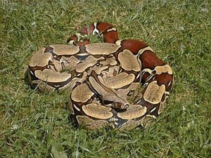 Image of a Boa Constrictor on the Grass - Learn All About Boa Constrictors Boa Constrictor on the Grass Image - Science for Kids All About Boa Constrcitors