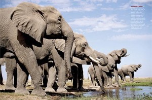 Image of Elephants Drinking Water - Learn All About Elephants Elephants Drinking Water Image - Science for Kids All About Elephants