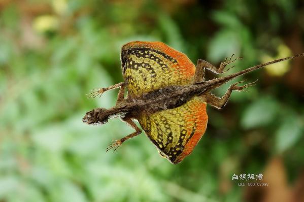 Image of a Flying Dragon Gliding - Learn All About Flying Dragons A Flying Dragon Gliding Image - Science for Kids All About Flying Dragons