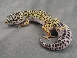 Image of a Black Spotted Yellow Gecko - Learn All About Geckos Black Spotted Yellow Gecko Image - Science for Kids All About Geckos