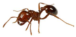 Image of a Red Fire Ant Red Fire Ant Image