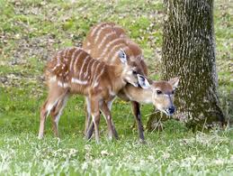 Image of a Sitatunga Eating Grass Sitatunga Eating Grass Image