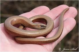 Image of a Slow Worm Being Held - Learn All About Slow Worms Slow Worm Being Held Image - Science for Kids All About Slow Worms