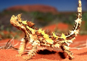 Image of a Thorny Devil on Orange Sand - Learn All About Thorny Devils A Thorny Devil on Orange Sand Image - Science for Kids All About Thorny Devils