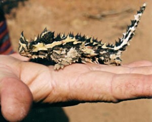 Image of a Small Thorny Devil Small Thorny Devil Image