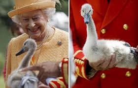 Image of the UK Queen with her Mute Swans The UK Queen with her Mute Swans Image