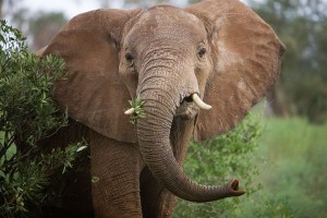 Image of an African Elephant Eating Plant African Elephant Eating Plant Image