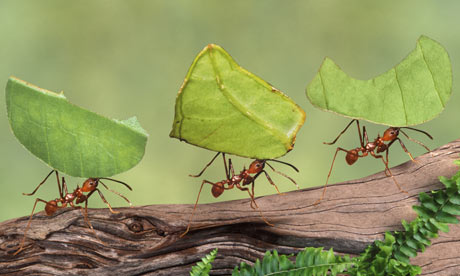 Image of Ants Carrying Leaves Ants Carrying Leaves Image