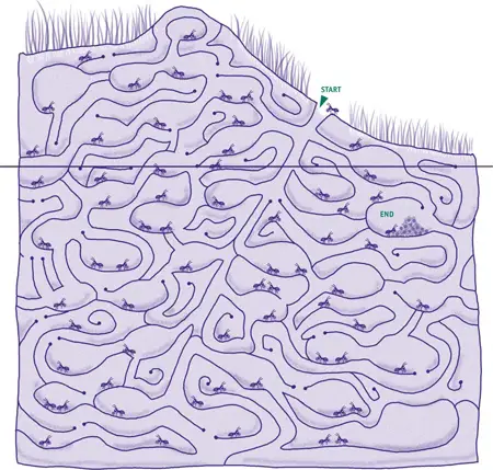 Image of an Ant Colony with Tunnels An Colony with Tunnels Image