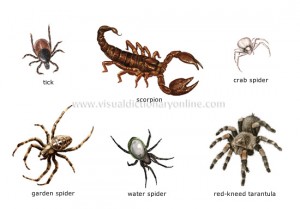 Image of the Members of the Arachnid Family - Learn All About Arachnids Arachnid Family Members Image - Science for Kids All About Arachnids