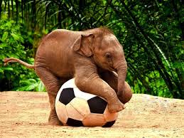 Image of a Baby Elephant Playing with a Ball Baby Elephant Playing with a Ball Image