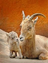 Image of a Bighorn Sheep Mother with Her Baby Bighorn Sheep Mother with Her Baby Image