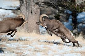 Image of Two Bighorn Sheep Fighting Two Bighorn Sheep Fighting Image