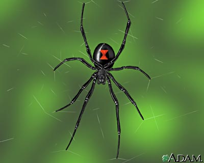 Image of a Black Widow - Learn All About Spiders Black Widow Spider Image - Science for Kids All About Spiders