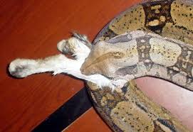 Image of Boa Constrictor Eating a Rabbit A Boa Constrictor Eating a Rabbit Image