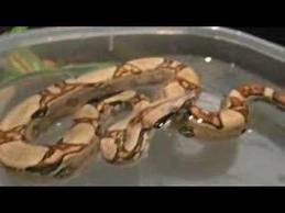 Image of a Boa Constrictor Swimming A Boa Constrictor Swimming Image
