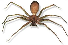 Image of a Brown Recluse Spider Brown Recluse Spider Image