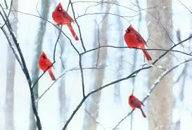 Image of A Red Cardinal Flock on Tree Branches Flock of Red Cardinals on Tree Branches Image