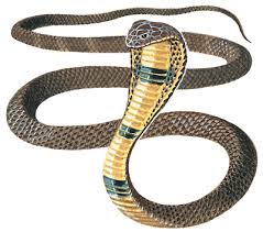 Image of a Cobra's Skin Pattern Cobra's Skin Pattern Image