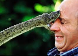 Image of a Fierce Snake Biting a Man's Face Fierce Snake Biting a Man's Face Image