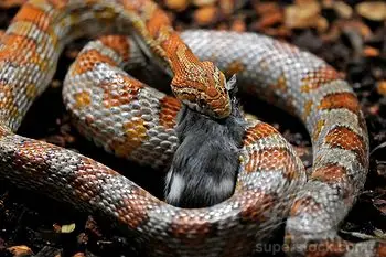 Image of a Fierce Snake Eating a Rat Fierce Snake Eating a Rat Image