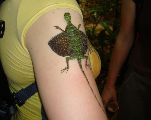 Image of a Flying Dragon on a Woman's Arm Flying Dragon On a Woman's Arm Image