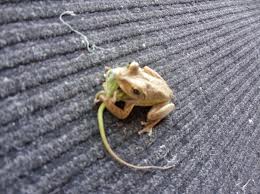 Image of a Frog Eating a Lizard Frog Eating a Lizard Image
