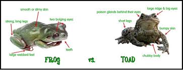 Image of the Difference Between Frogs and Toads - Learn All About Frogs and Toads Difference Between Frogs and Toads Image - Science for Kids All About Frogs and Toads