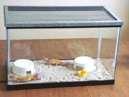 Image of Geckos in an Aquarium Geckos in an Aquarium Image