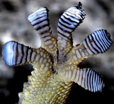 Image of a Gecko Foot Gecko Foot Image