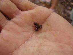 Image of a Tiny Gold Frog Tiny Gold Frog Image