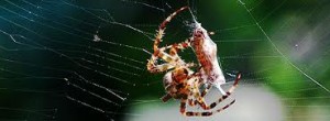 Image of an Arachnid Feeding on Prey Arachnid Feeding on Prey Image